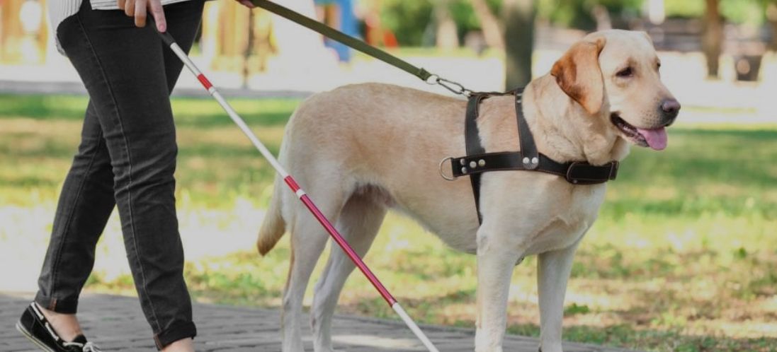 Ingresso negli esercizi pubblici dei cani-guida per non vedenti 